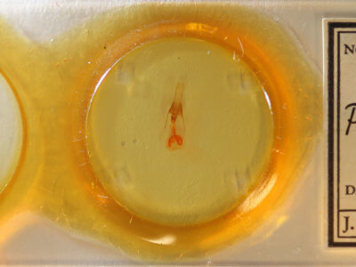 slide view of adult Properigea albimacula