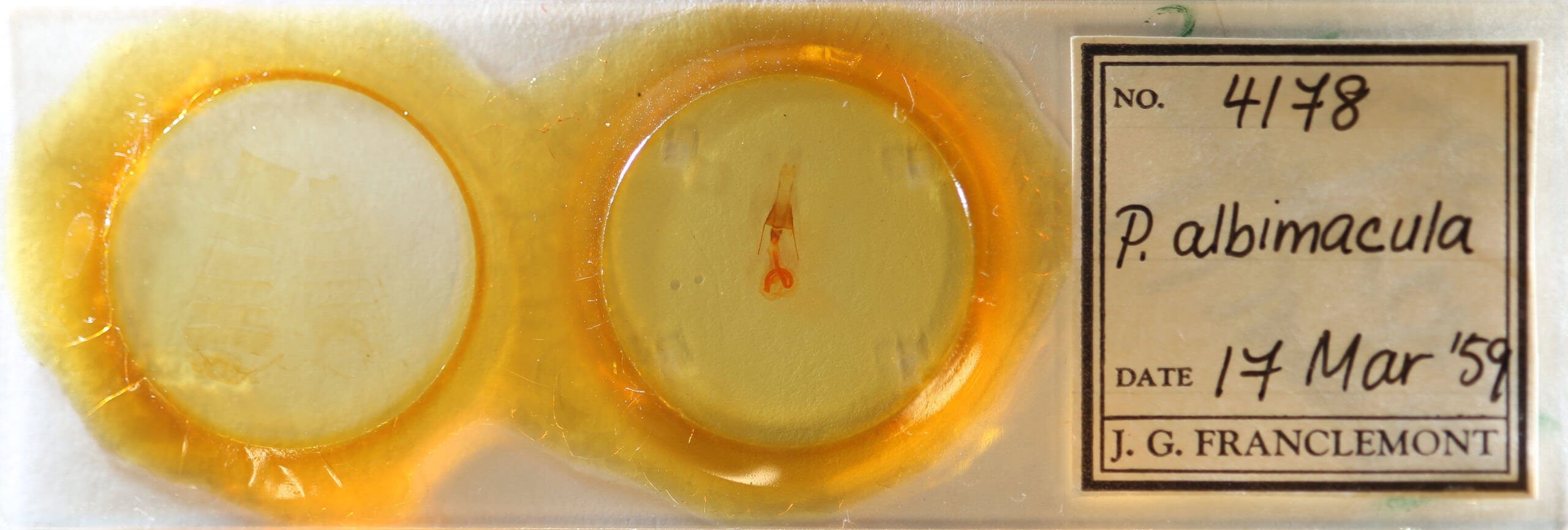 slide view of adult Properigea albimacula