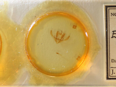 slide view of adult Enargia infumata