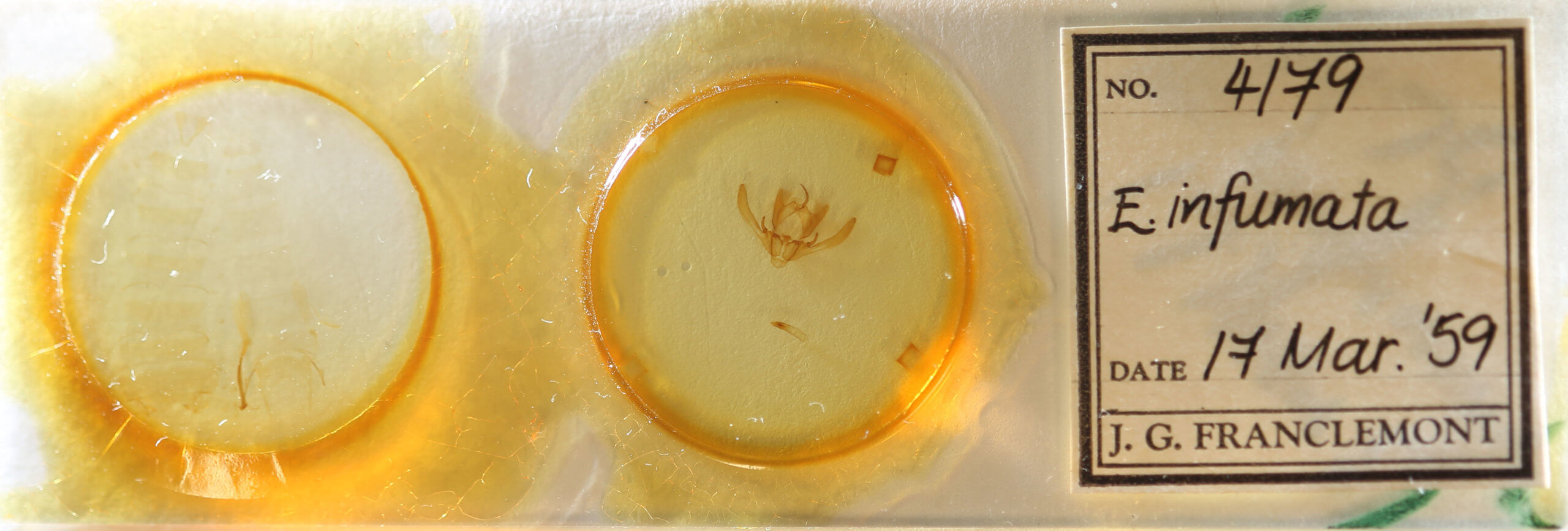 slide view of adult Enargia infumata