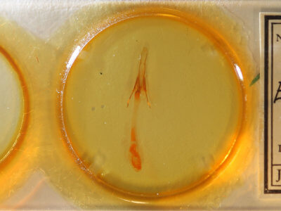 slide view of adult Enargia infumata