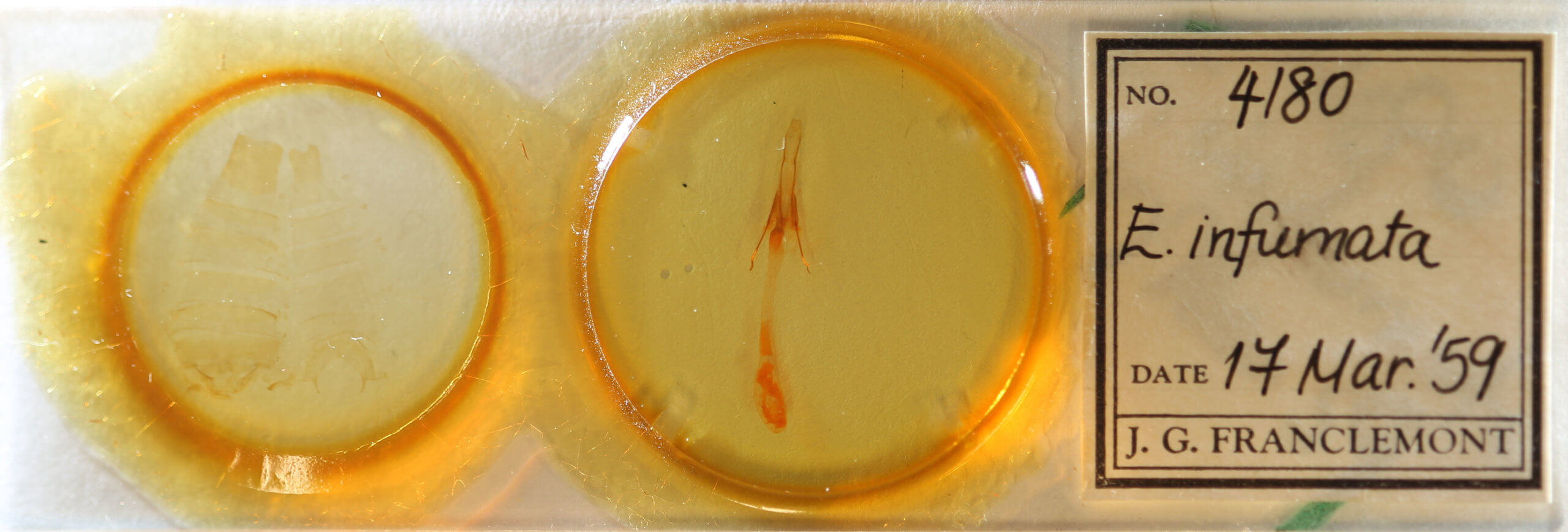 slide view of adult Enargia infumata