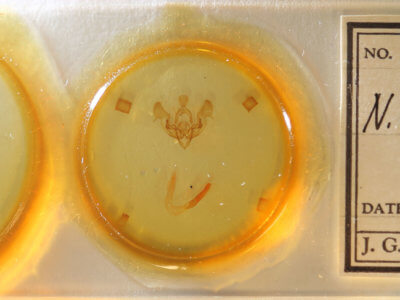 slide view of adult Nephelodes demaculata