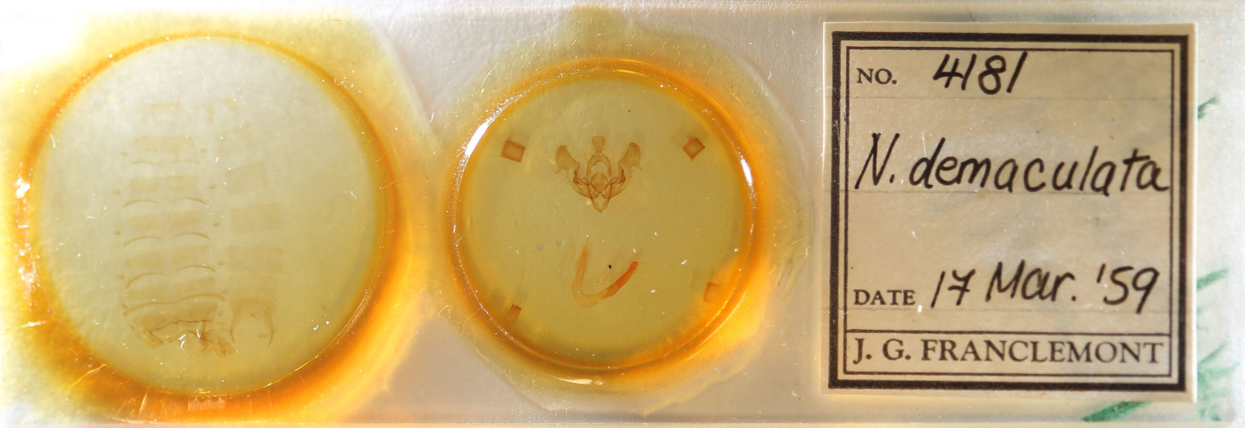 slide view of adult Nephelodes demaculata