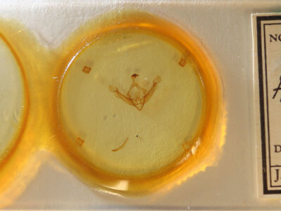 slide view of adult Globia alameda