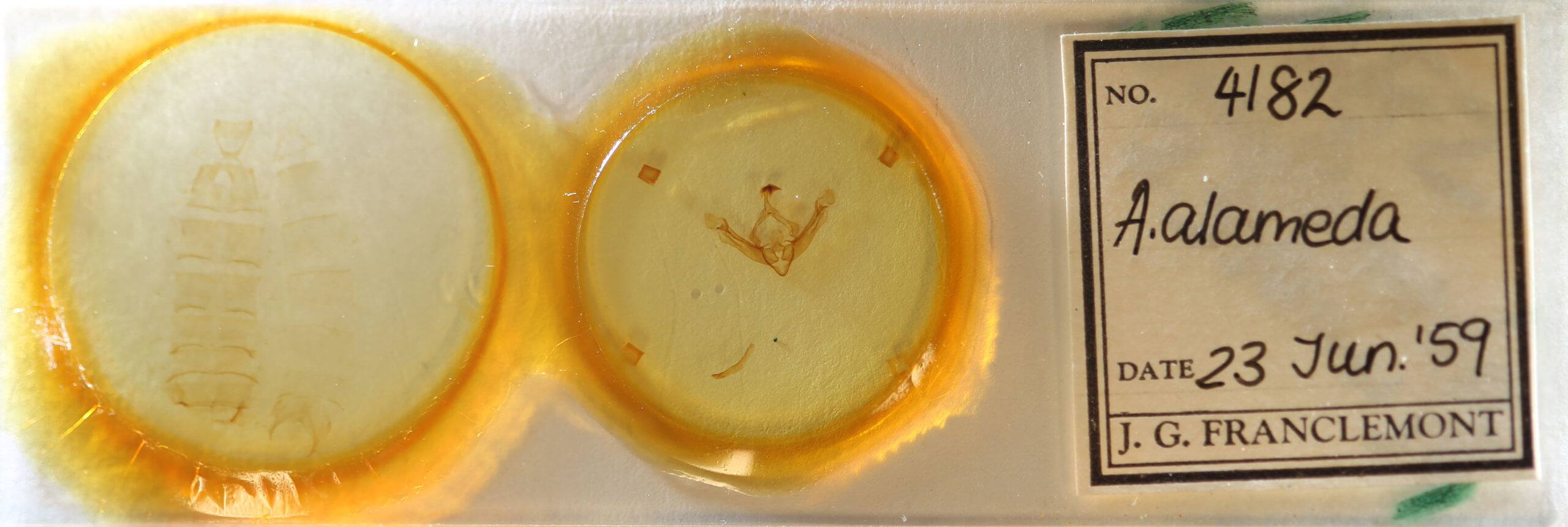 slide view of adult Globia alameda