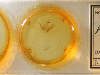 slide view of adult Globia subflava