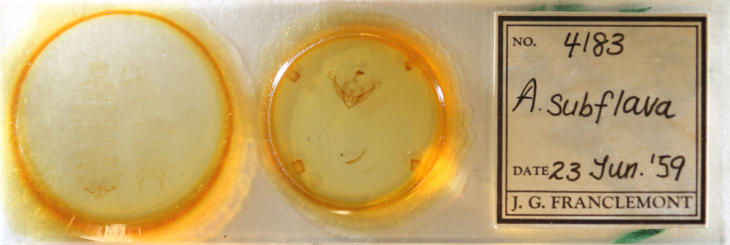 slide view of adult Globia subflava