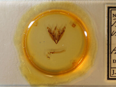 slide view of adult Sideridis vindemialis