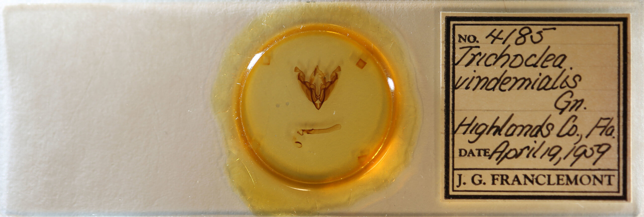 slide view of adult Sideridis vindemialis