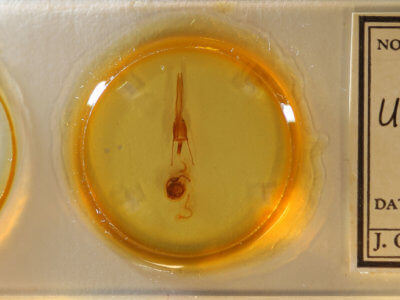 genitalia view of adult Ulolonche modesta