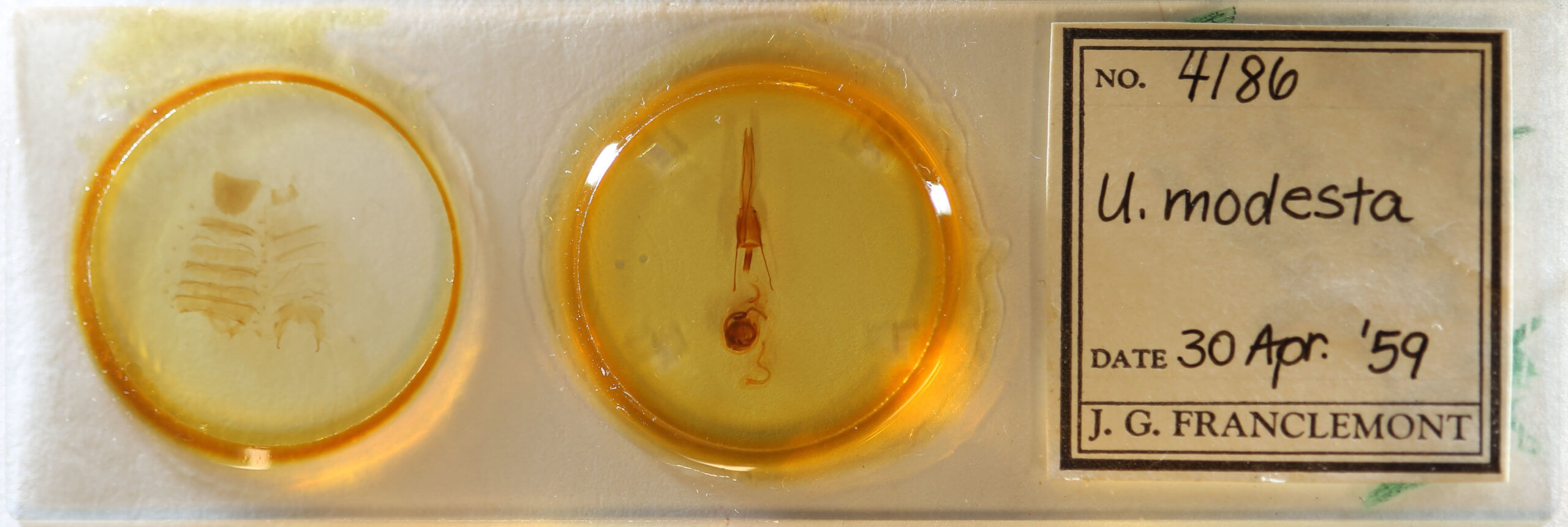 genitalia view of adult Ulolonche modesta