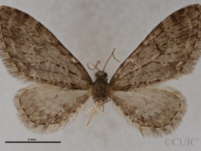 dorsal view of adult Eupithecia annulata