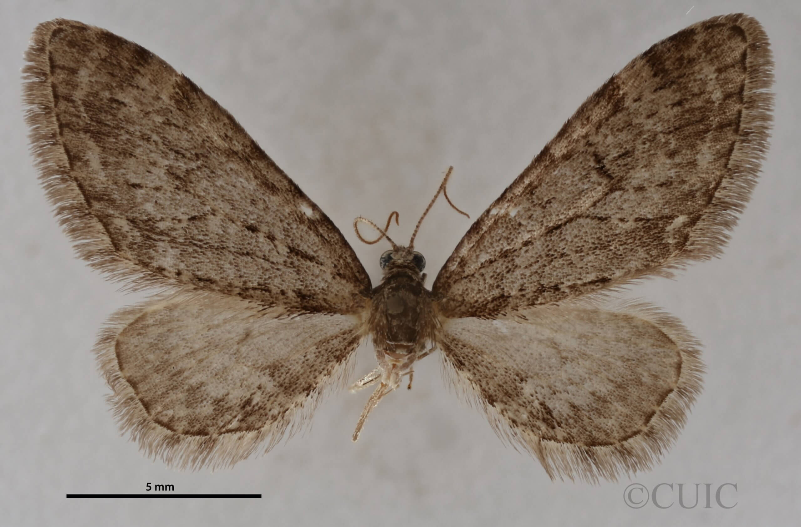dorsal view of adult Eupithecia annulata