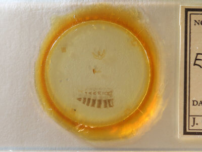 slide view of adult Eupithecia annulata