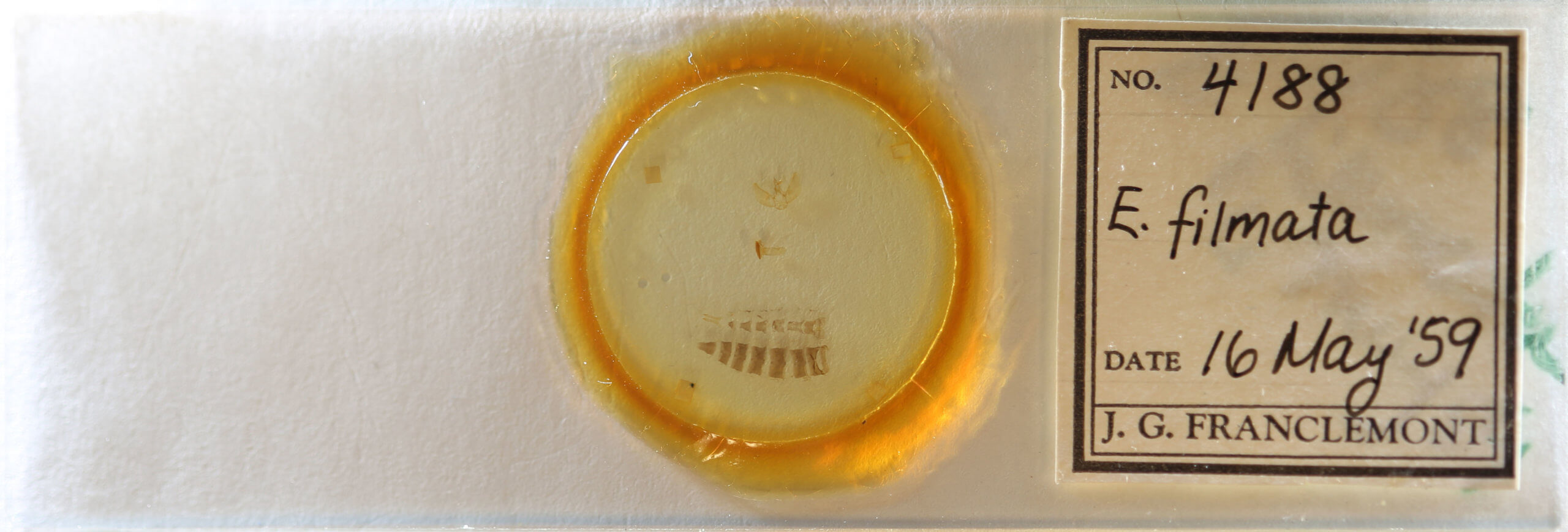 slide view of adult Eupithecia annulata