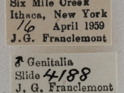 label view of adult Eupithecia annulata