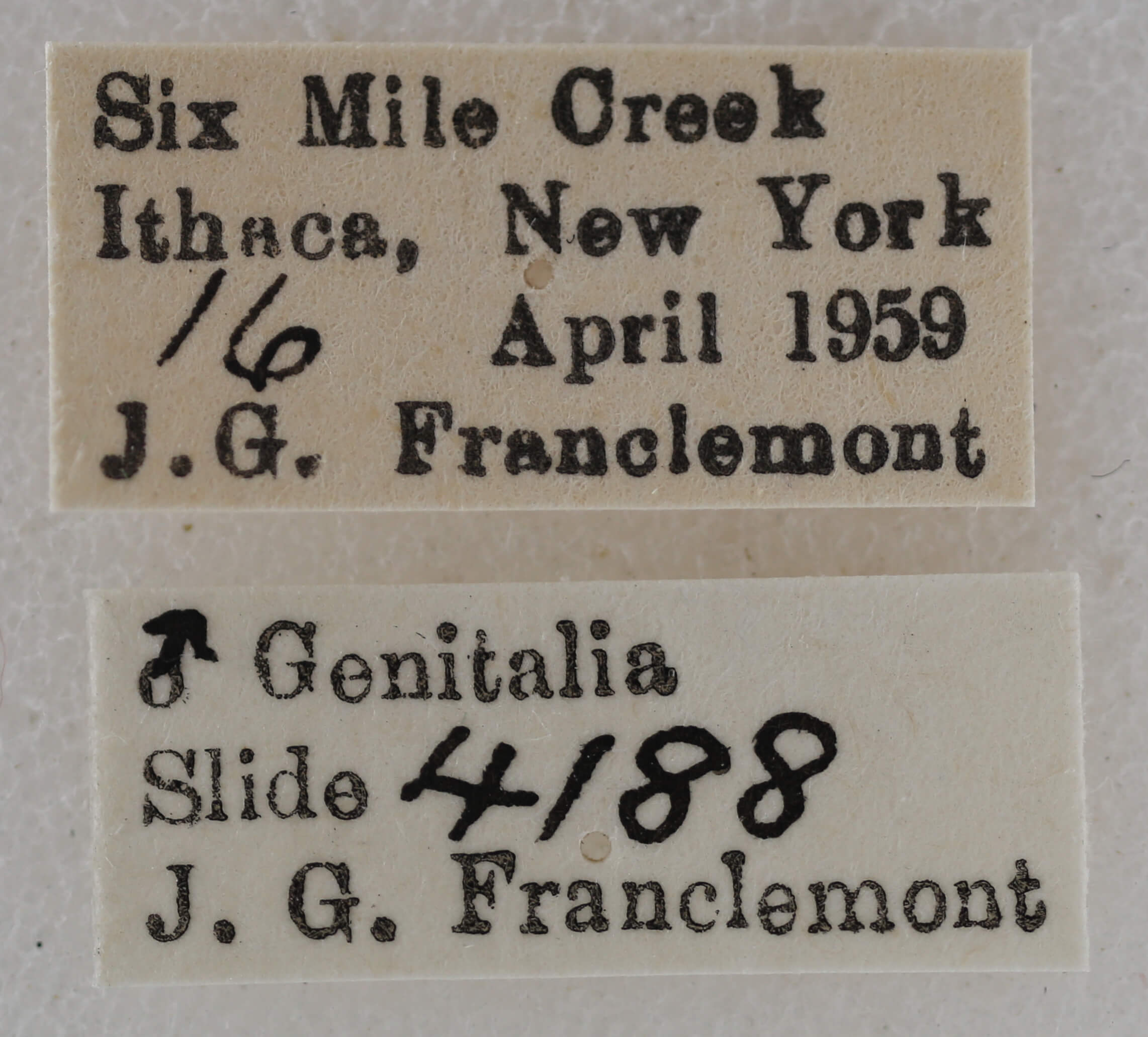 label view of adult Eupithecia annulata