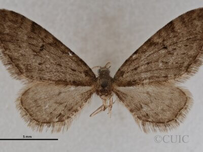 dorsal view of adult Eupithecia annulata