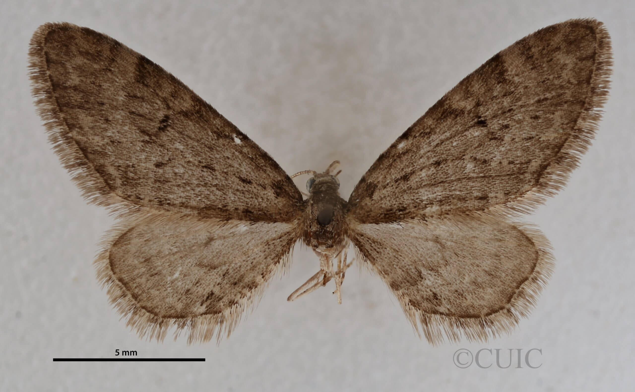 dorsal view of adult Eupithecia annulata