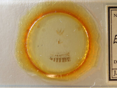 slide view of adult Eupithecia annulata