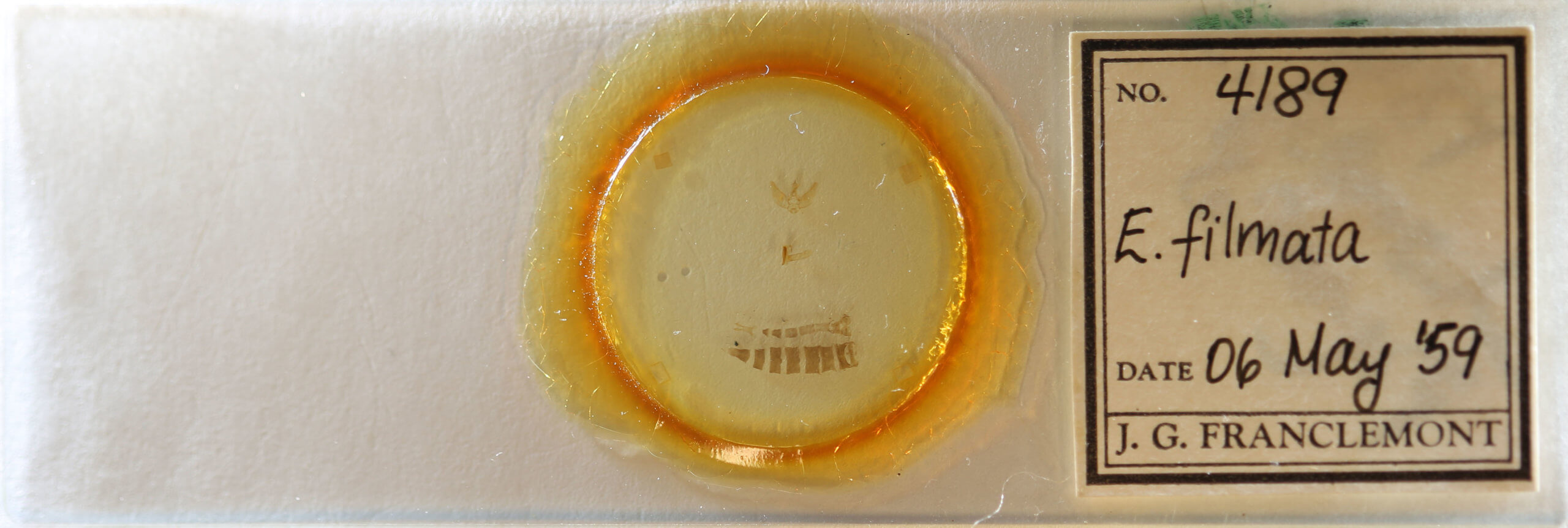 slide view of adult Eupithecia annulata