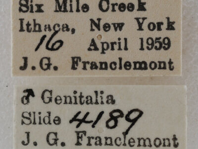 label view of adult Eupithecia annulata