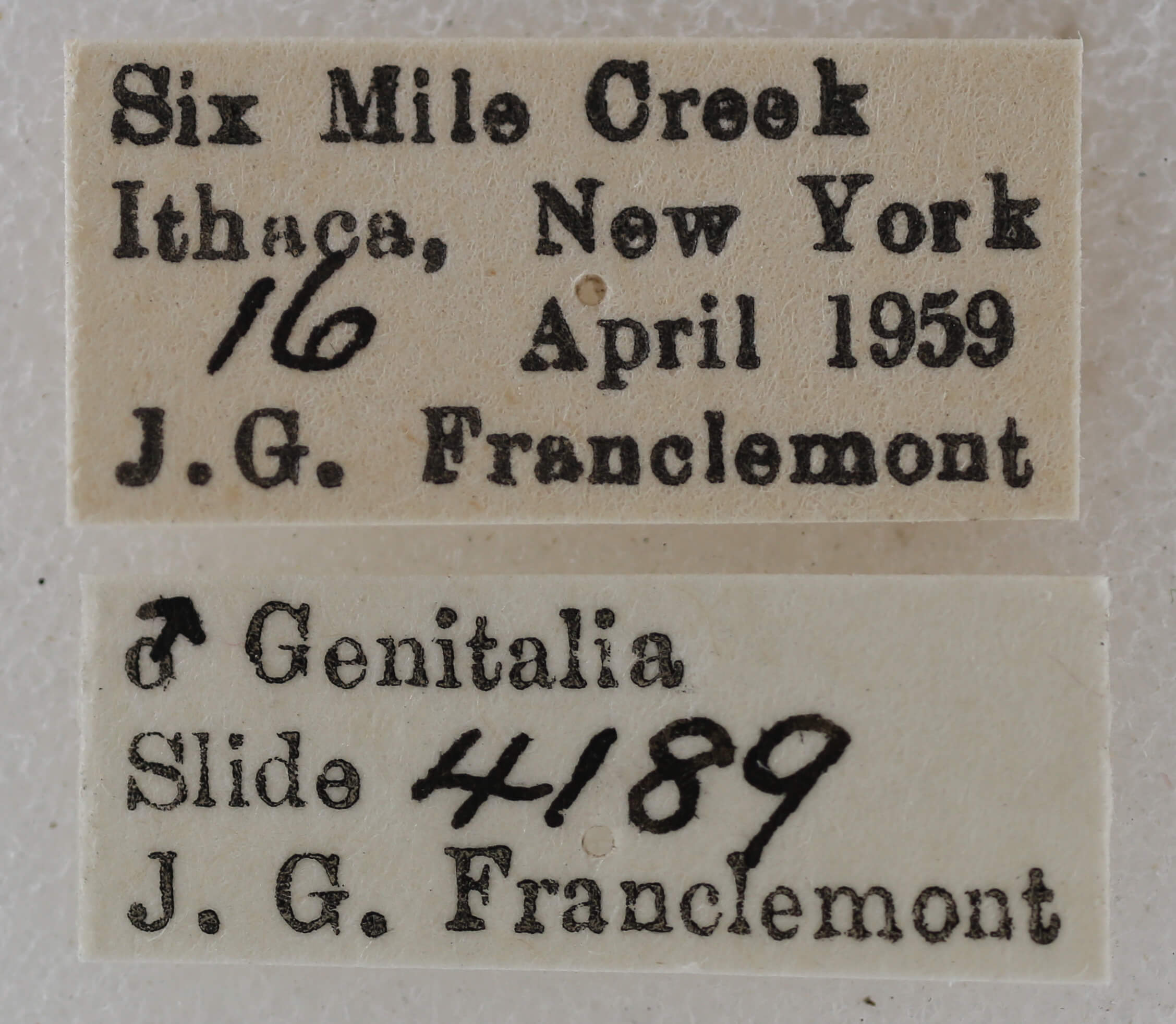 label view of adult Eupithecia annulata