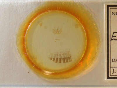 slide view of adult Eupithecia fletcherata