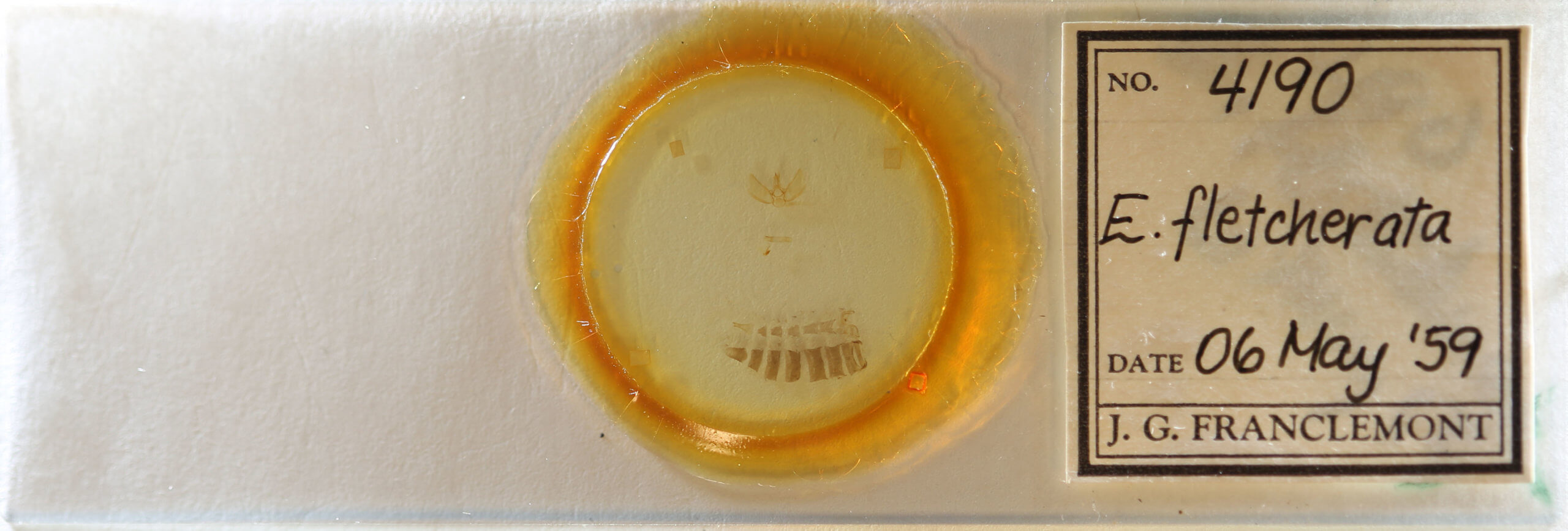 slide view of adult Eupithecia fletcherata