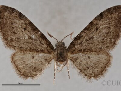 dorsal view of adult Eupithecia fletcherata