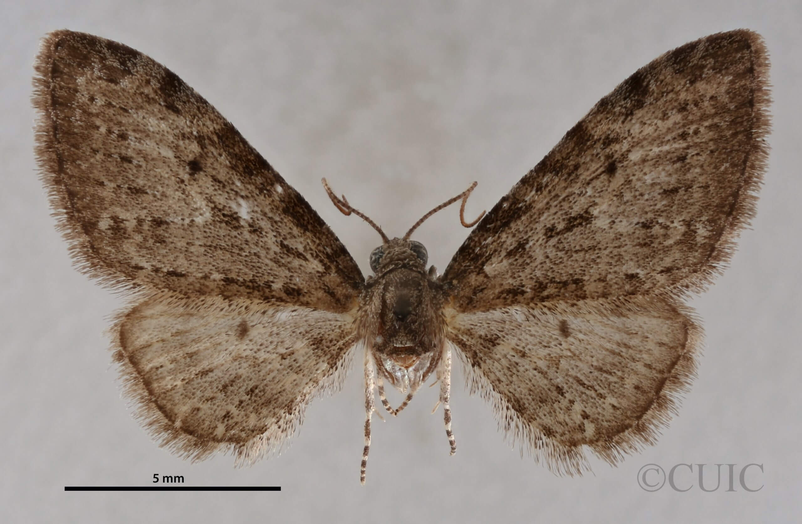 dorsal view of adult Eupithecia fletcherata
