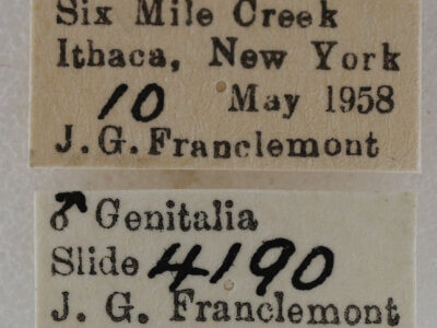 label view of adult Eupithecia fletcherata