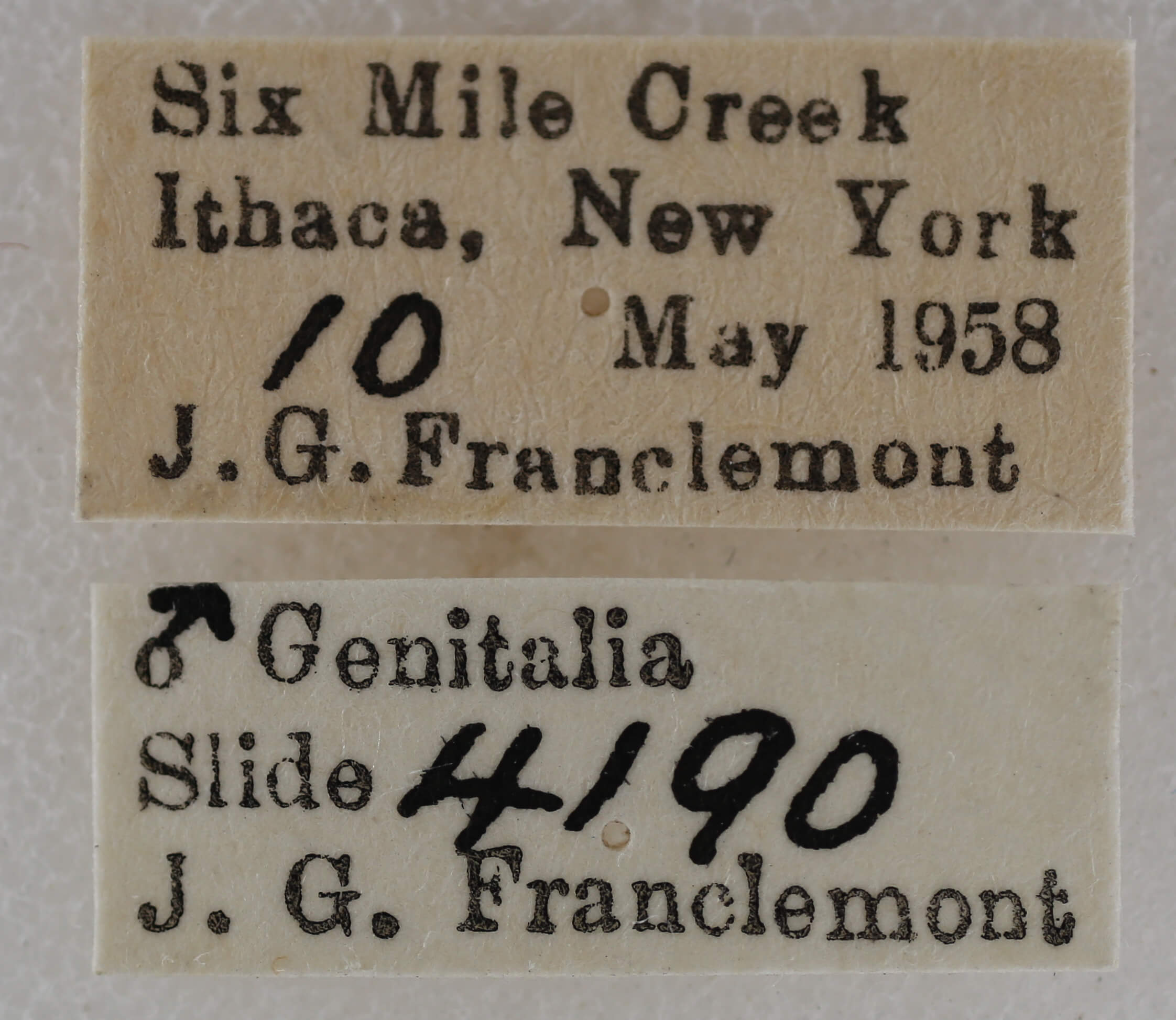 label view of adult Eupithecia fletcherata