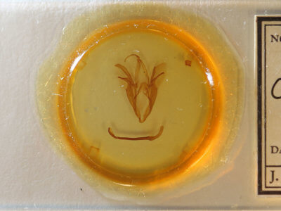 slide view of adult Catocala consors