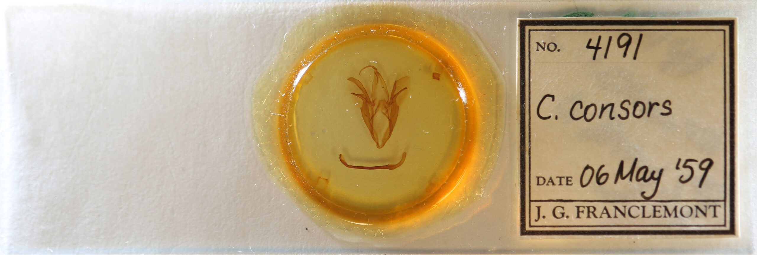 slide view of adult Catocala consors