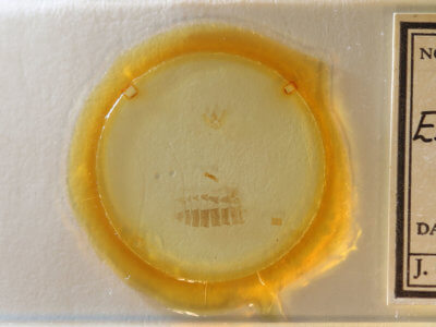 slide view of adult Eupithecia russeliata