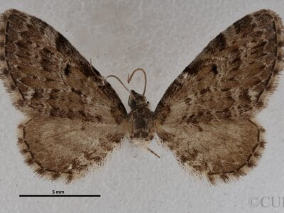 dorsal view of adult Eupithecia russeliata