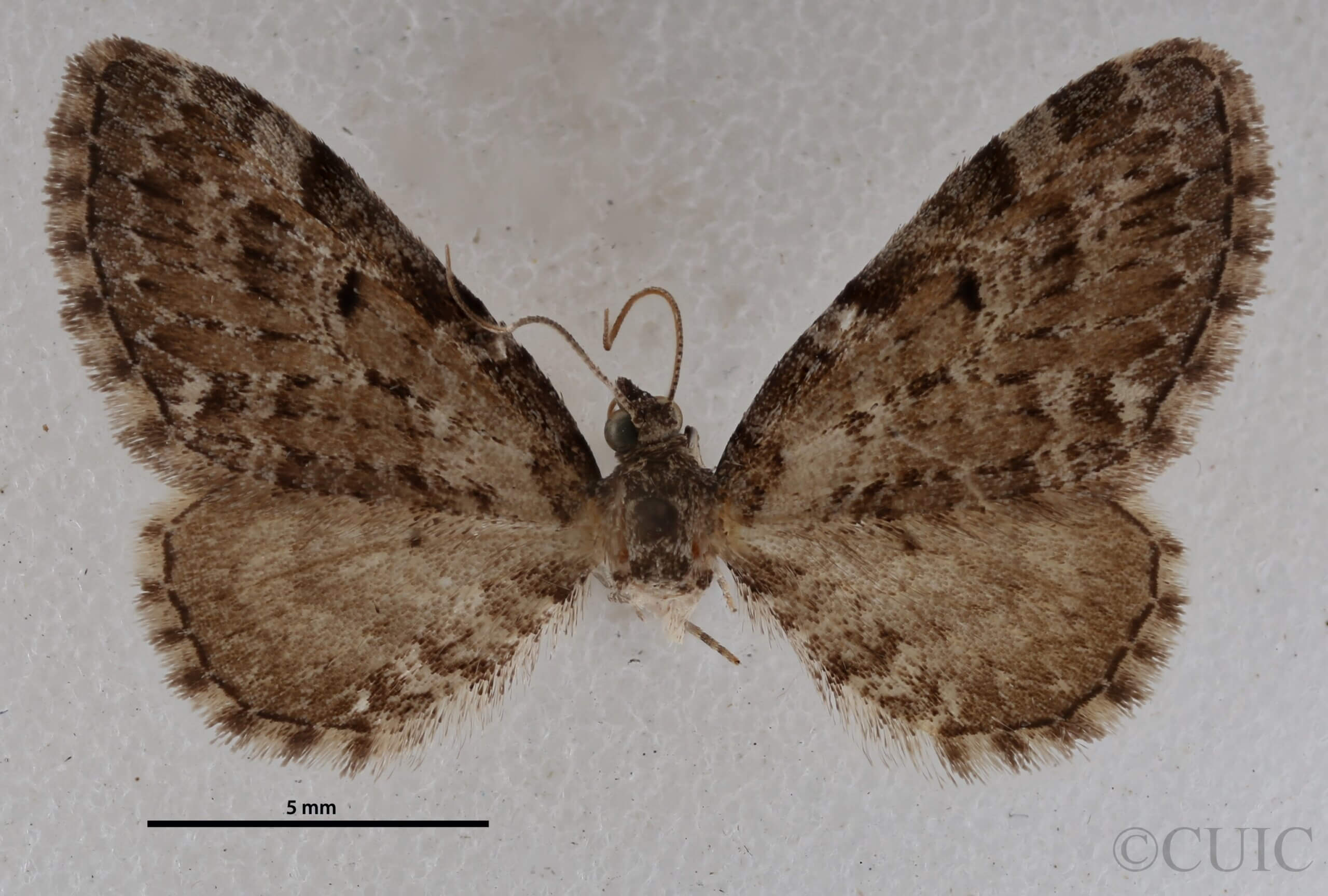 dorsal view of adult Eupithecia russeliata