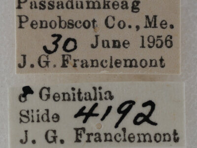 label view of adult Eupithecia russeliata