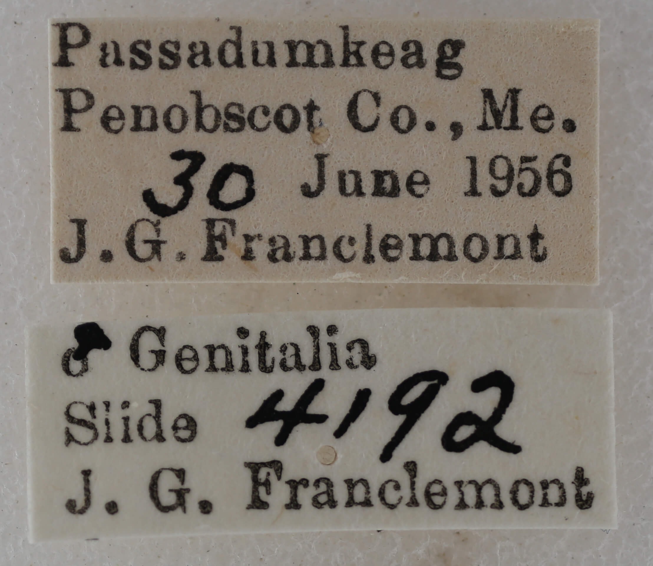 label view of adult Eupithecia russeliata