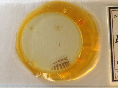 slide view of adult Eupithecia strattonata