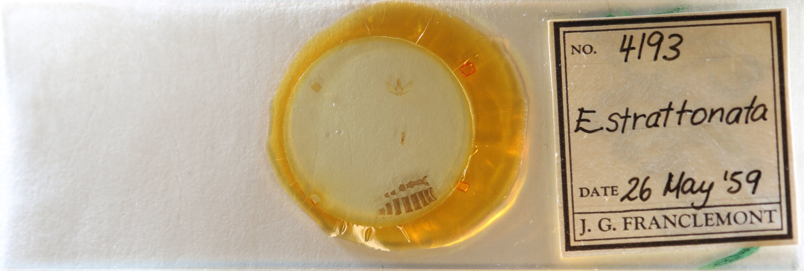 slide view of adult Eupithecia strattonata