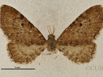 dorsal view of adult Eupithecia strattonata