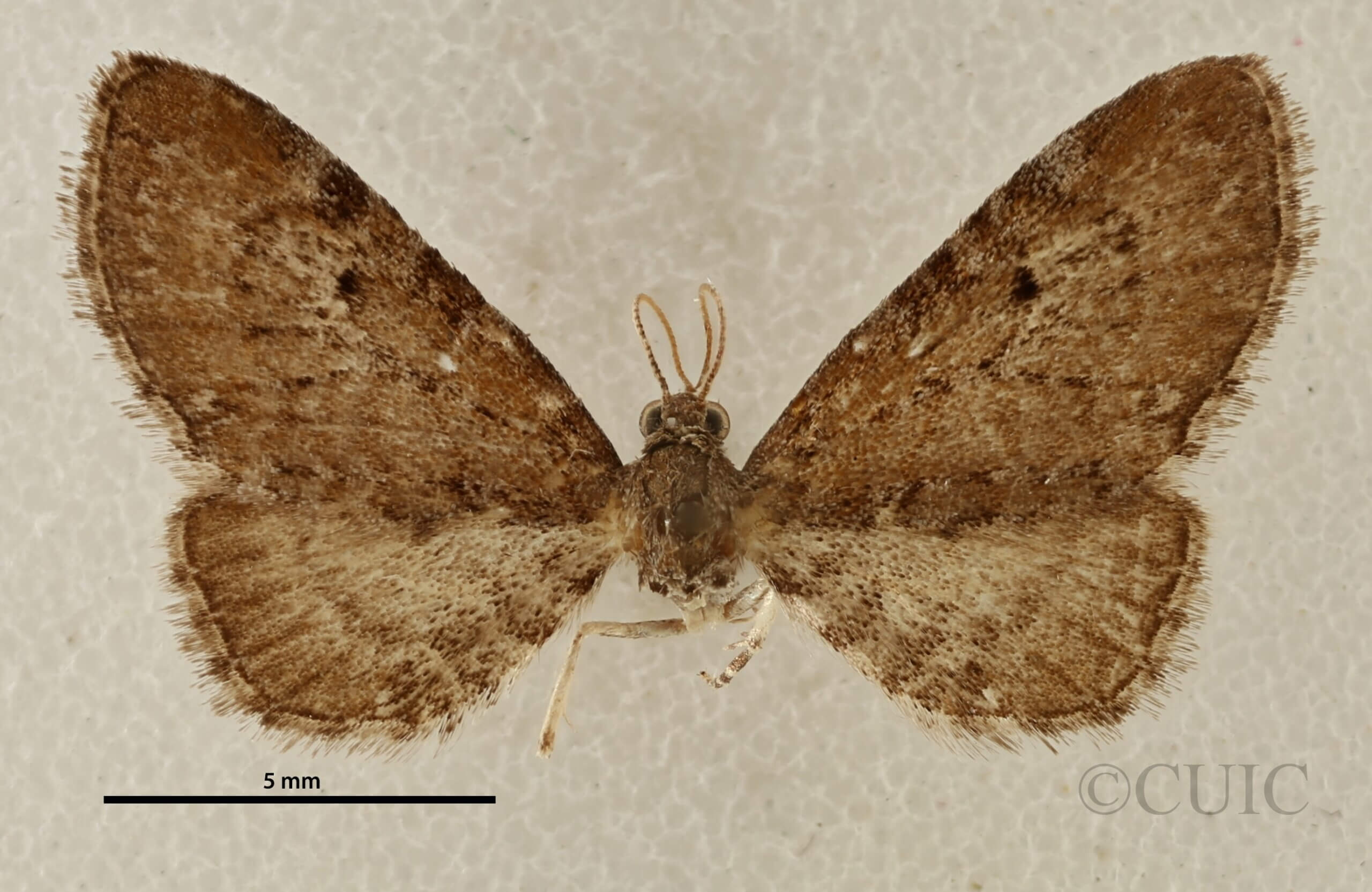dorsal view of adult Eupithecia strattonata