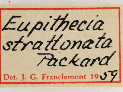 label view of adult Eupithecia strattonata