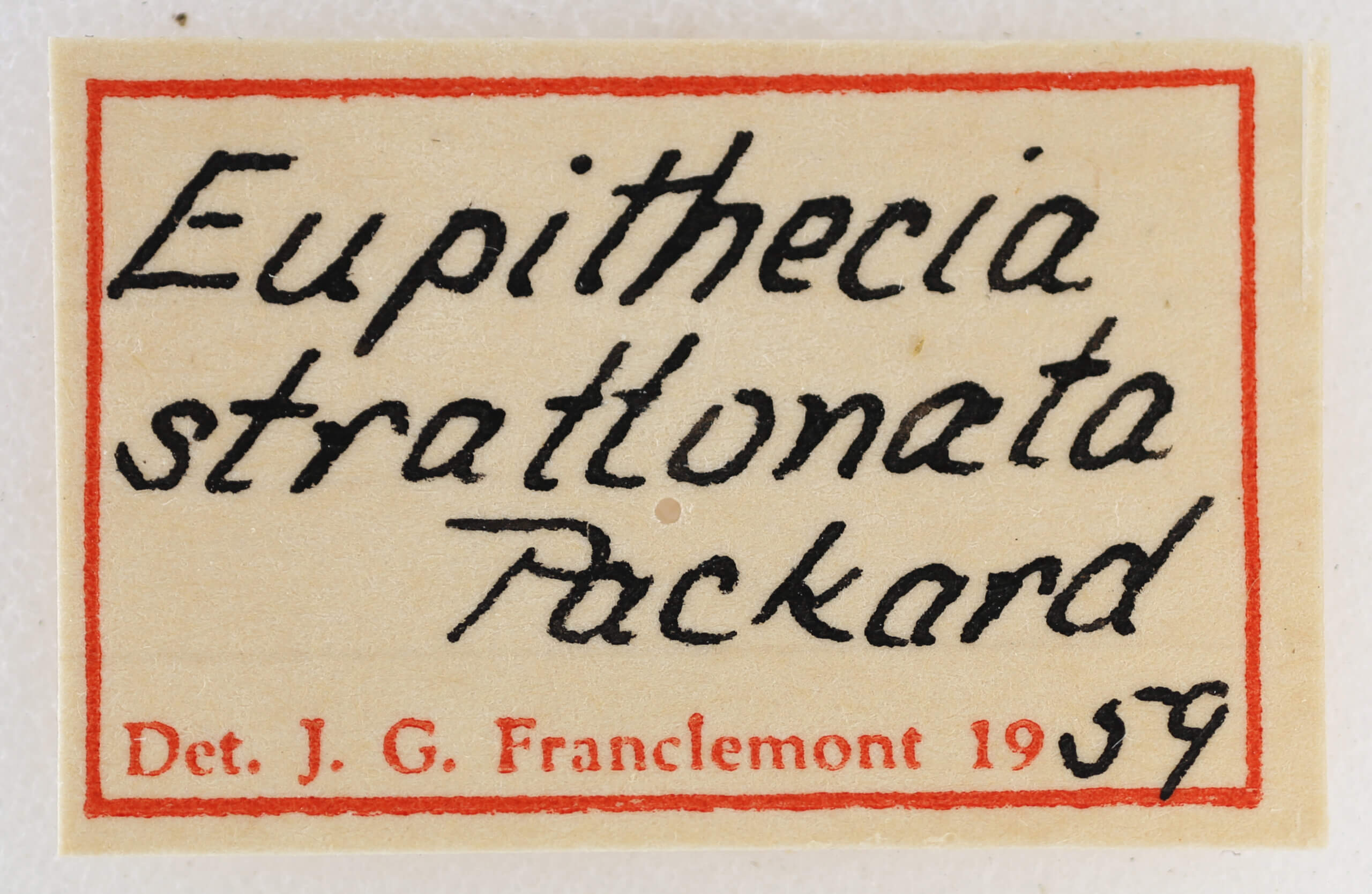 label view of adult Eupithecia strattonata