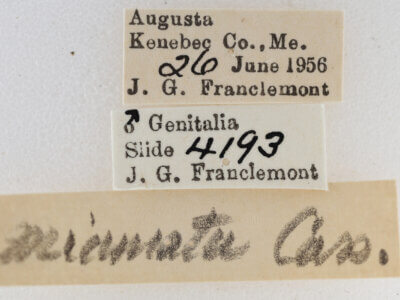 label view of adult Eupithecia strattonata