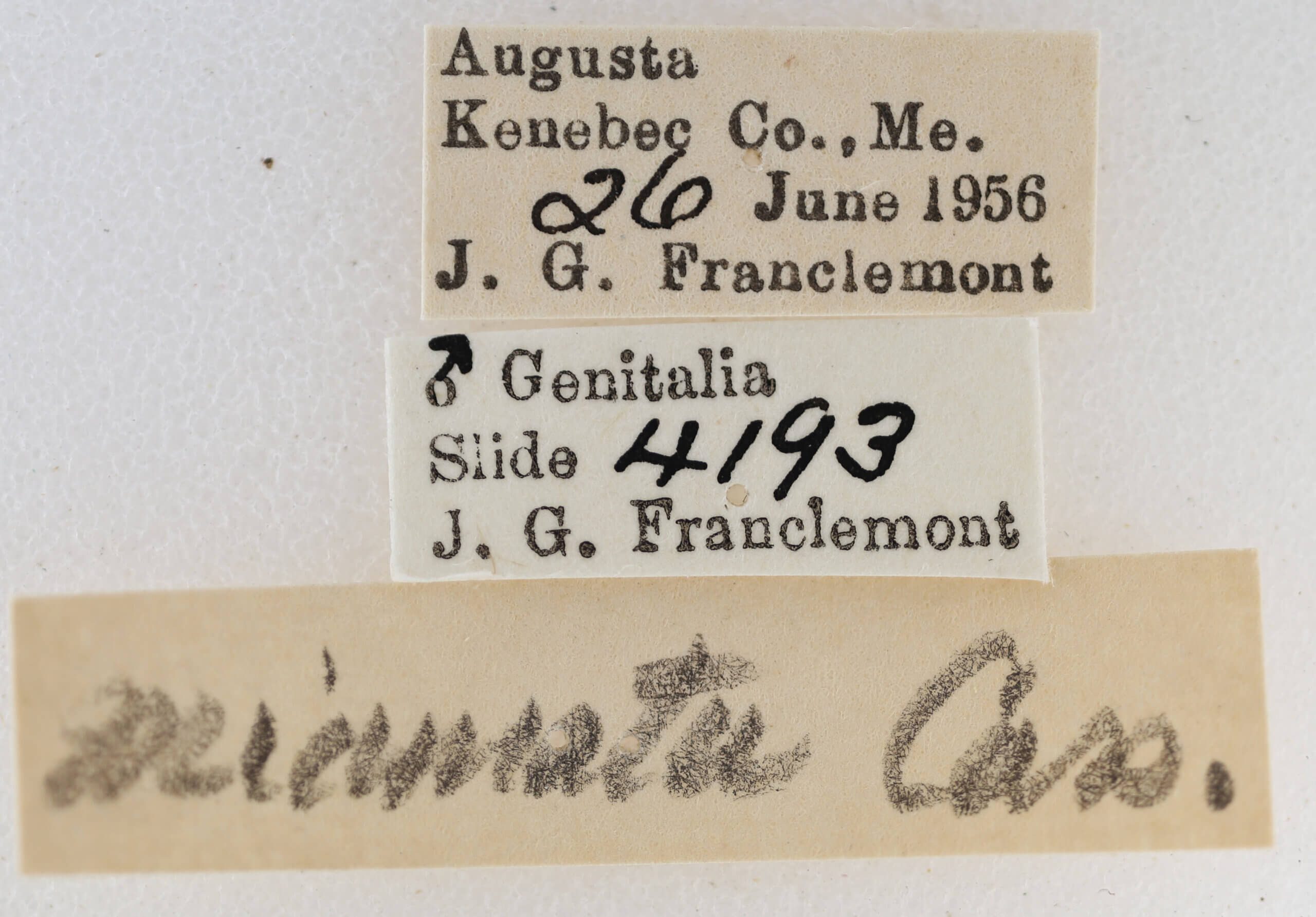 label view of adult Eupithecia strattonata