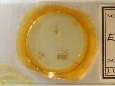 slide view of adult Eupithecia subfuscata